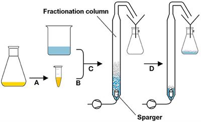 Genetic Cell-Surface Modification for Optimized Foam Fractionation